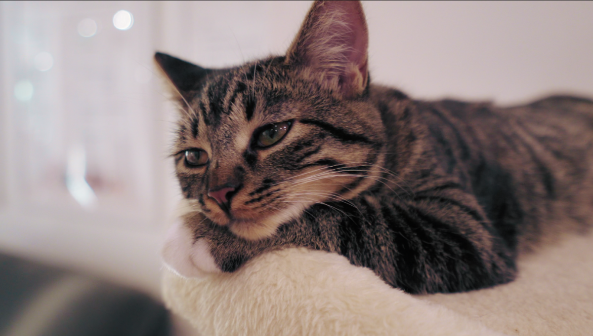 How Mini Cat Town is saving cats